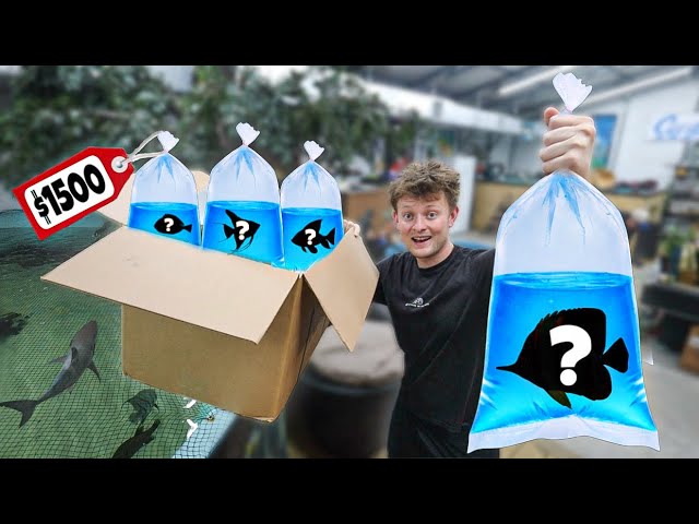 Ich habe mir eine Fisch-Überraschungsbox gekauft!