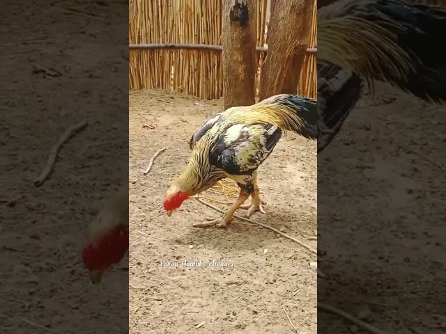 2 LAX winner very speed and aggressive big fighter 🔥🔥 top quality please subscribe our channel