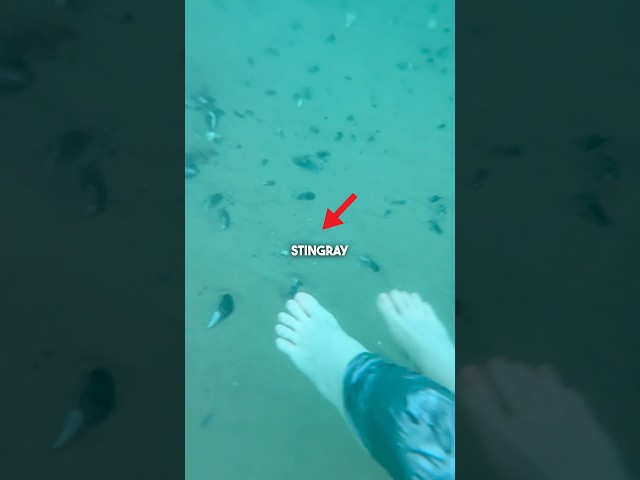 Does the Stingray shuffle ACTUALLY work?! 😳 #shorts