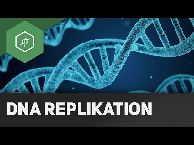 DNA replication - How does it work?!