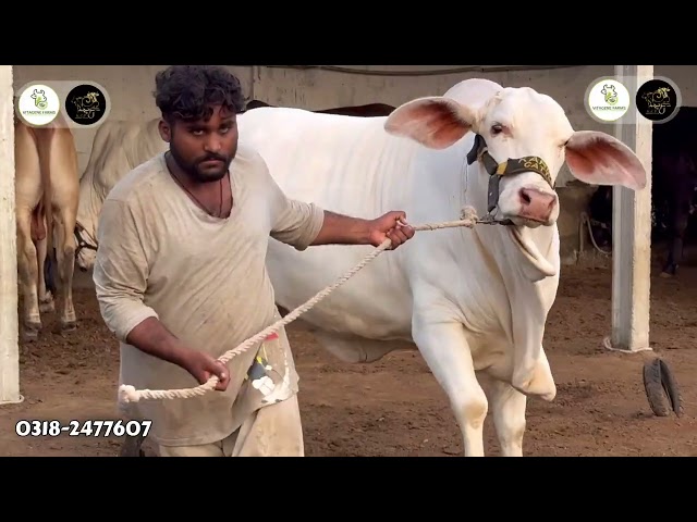 Available Animals For Qurbani 2026 ❤️ 0313-8066871 | KCF | AR Maani