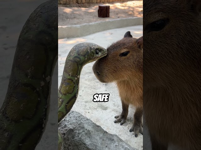 Capybaras The World’s Friendliest Animal #shorts