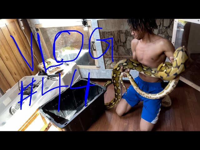 CLEANING GIANT PYTHON CAGE + LOVING BUBBA DAILY VLOG
