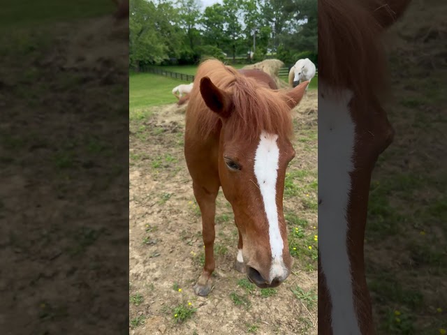 Monday memory #kentuckydreamfarm #horse #findyourjoy #farmlife #saddlebred #minihorse #pony #morgan