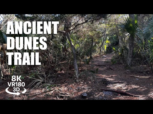 Anastasia State Park Ancient Dunes Trail VR180 8K 3D Sandy Loop Hike, Coastal Forest VR视频 3D動画 VR旅行