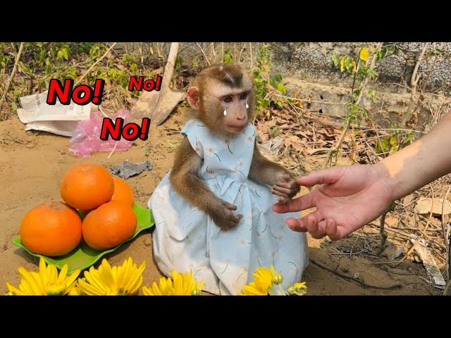 Surprisingly, monkey Tina wanted to stay at monkey Xuka grave and refused to go home.