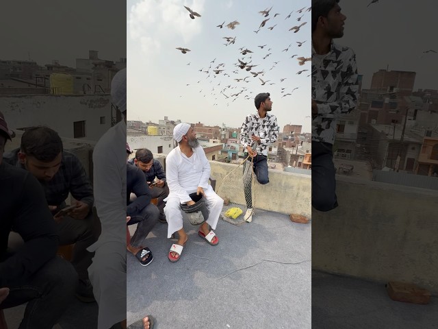 #kabootarbazi #kabootar #birds #shortfeed #youtubeshorts #shorts #short #pigeon