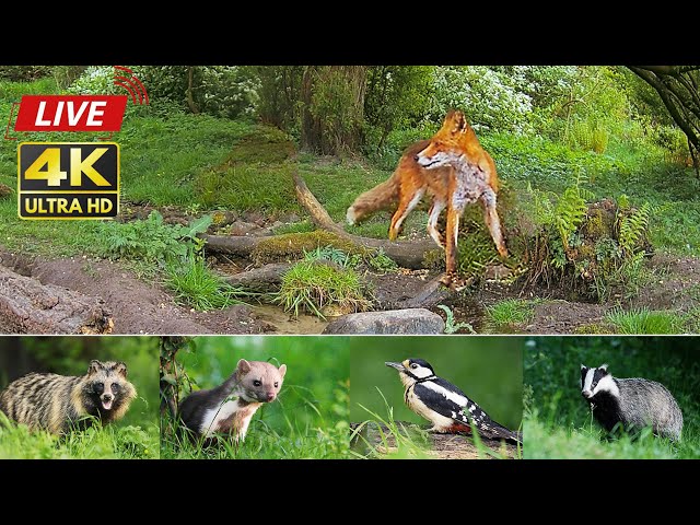 Wildlife In The Forest - 24/7 LIVE 🔴 by Morten Hilmer