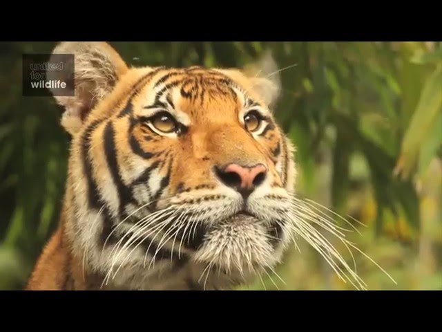 Conservation philosophy