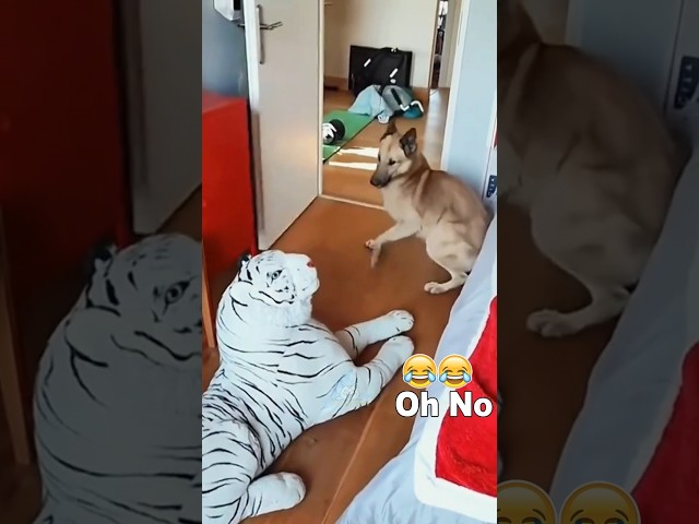 Funny Dogs reaction to being frightened 🐶🐶 #funnyvideos #dog #pet #fyp #dogs #funnydog