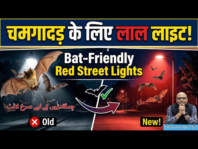 Bat Friendly Red Lights