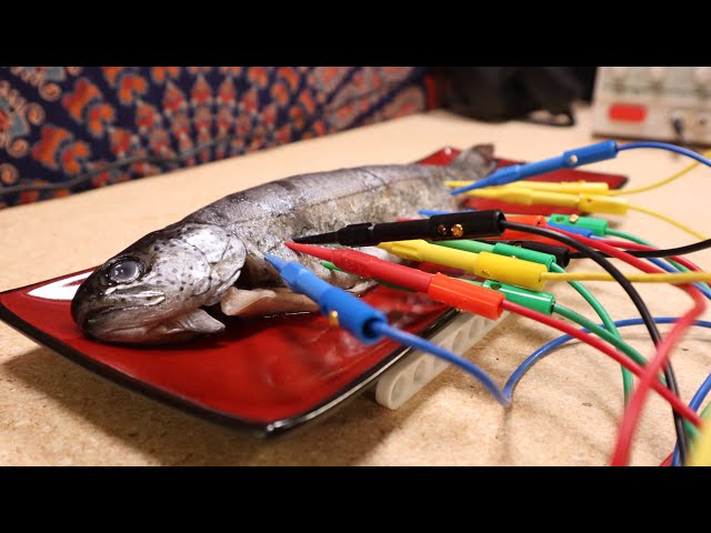 Can You Tune A Fish?