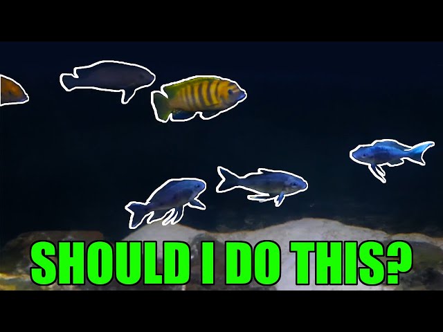 An announcement! And tips on how to easily catch your fish!