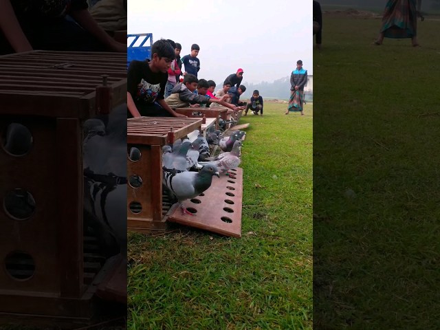 Racing Pigeons Releaseing from Toss