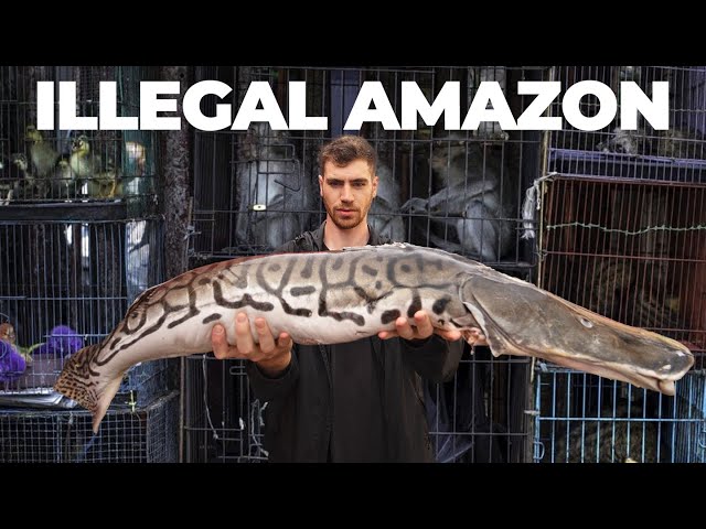 Inside the World's Largest Illegal Exotic Animal Market... (Tour)