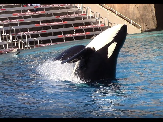Ikaika waving at SeaWorld San Diego Nov 2020