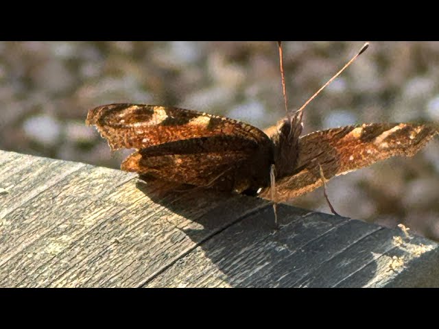 Toni Blogs -  Life's chronicles 💙 🐾 is live