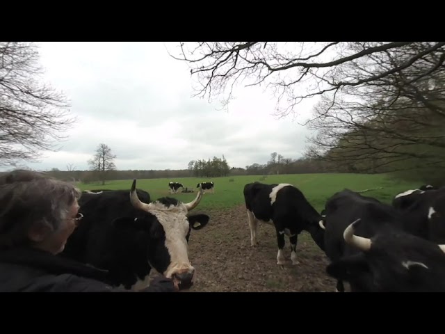 Vuze Xr VR 180 Mum being eaten by Bull!