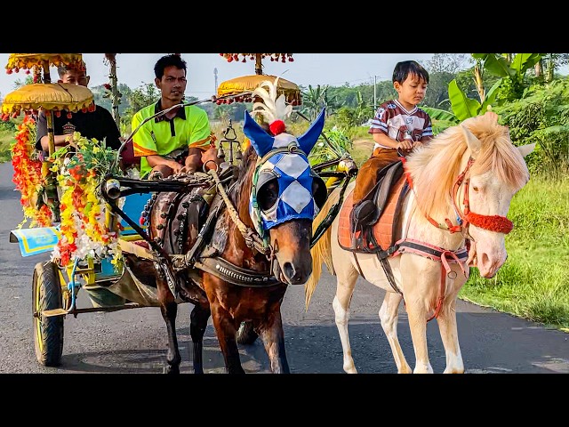 NAIK DELMAN ISTIMEWA | HORSE | KUDA DELMAN - KUDA