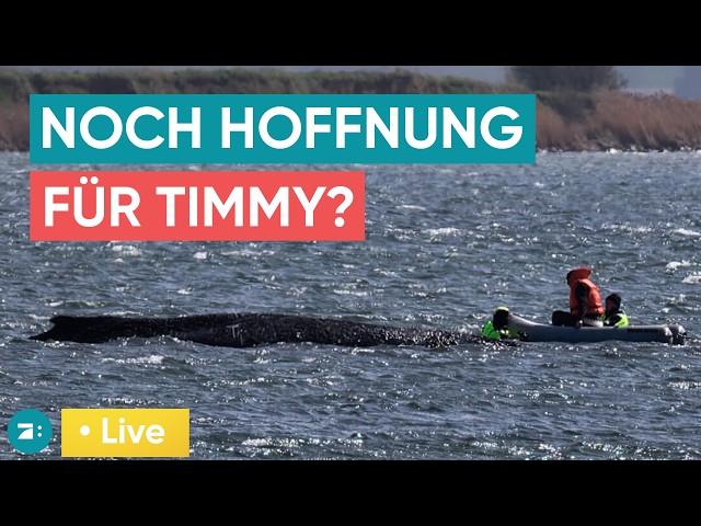 LIVE: Finales Gutachten zu Timmys Schicksal: Stirbt er oder wird der Wal gerettet?