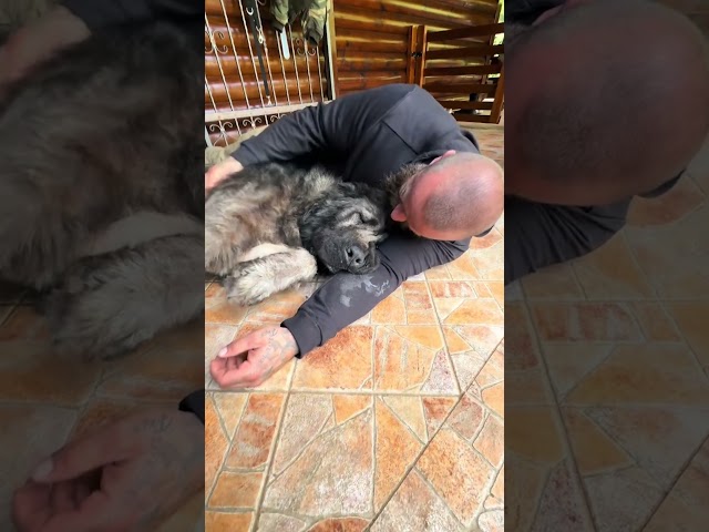 Mein Sohn ist Zuhause, Kango damals ❤️‍🩹 #savethedogsbih #kango  #kangal  #adopted #caucasian  #dogs