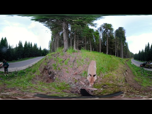 Wild Fox vs Photographer