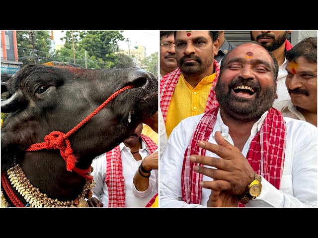 Laddu Yadav Sadar 2025 | Chappal Bazar Laddu Yadav Bulls Getting Ready for Sadar 2025 Hyderabad