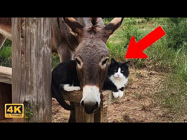 When Cats And Animals Protect Each Other! 🤣