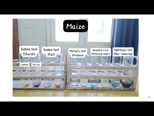Microchemical Tests Practical#botany #plants #economicbotany