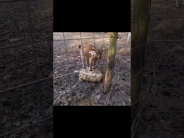 The Hilarious Consequences of Being a Good Developer 🤯