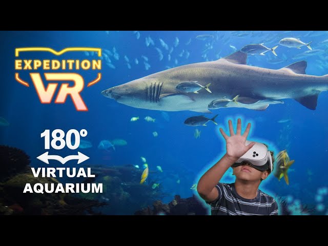 Swim with Sharks 180° | Expedition VR