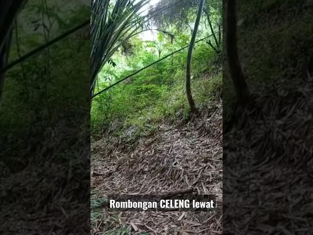 detik detik  celeng lewat