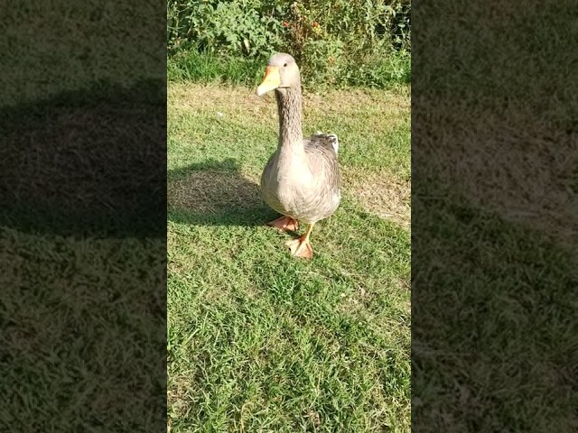 Oca Conan. Presa quando aveva 1 giorno. Un oca molto tranquilla e mansueta.