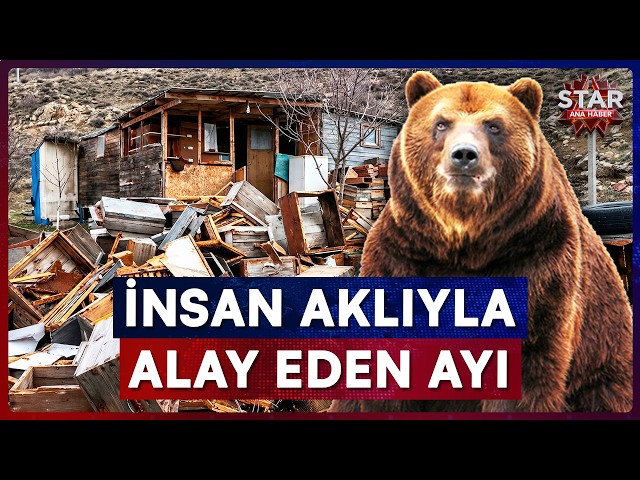 Even the Electric Fence Wasn't Enough! The Bear's Incredible Method | Star Main News