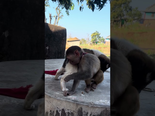 Watch the monkey🐒 and dog 🦮 fight. #monkey #monkeybaby #dog