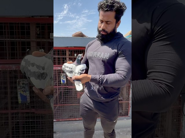 Pigeon lover #kabutarbazi #kabootar #shortfeed #shorts #short #youtubeshorts #pigeon