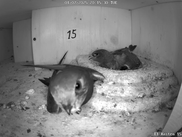Mauersegler vermisst Nestling (ein Turmfalke hat ihn geholt)