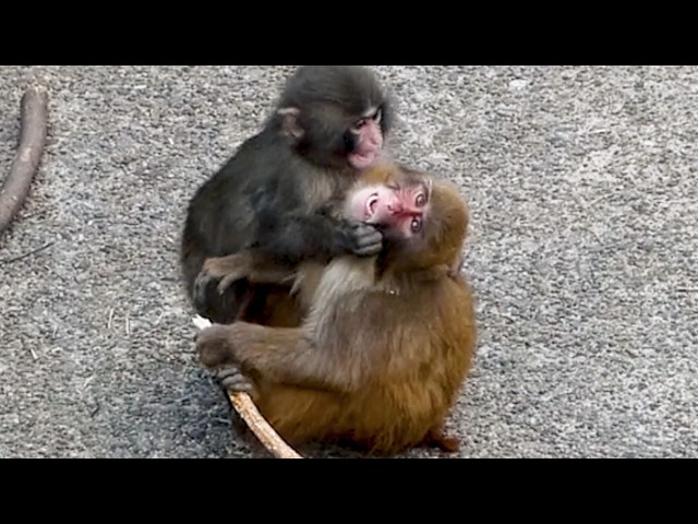Punch & friend over a stick—The ending was too UNFAIR.