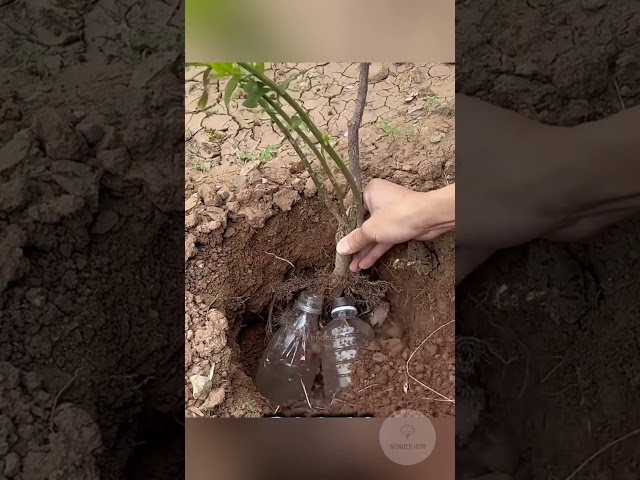 Tree Trick !  #facts #interesting #garden #tree #tricks #gardening