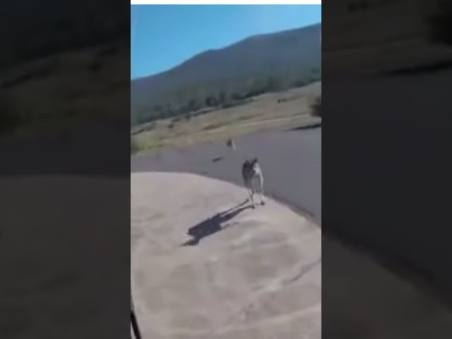 Craziest Kangoo attack 🦘| kangaroo no man's landing zone 😱😅