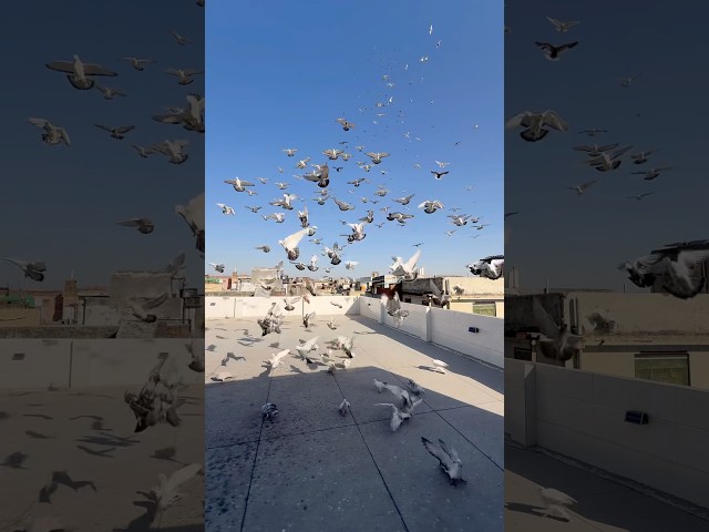 #shorts #short #youtubeshorts #viral #comedy