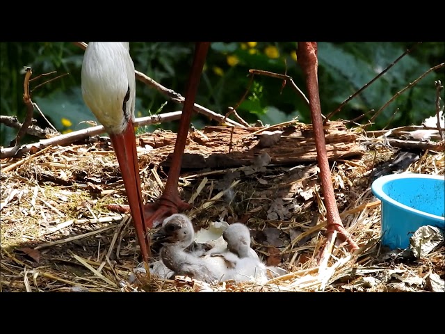Storchenbabys 13.05.2018 An den Eichen Schweinfurt