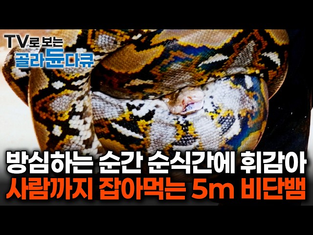 Hunting Deadly Cobras Barehanded: The Life-Risking Snake Catchers of Indonesia #PICKDOCU