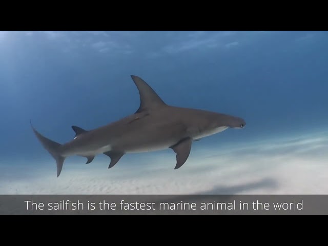 The fastest animals in the world