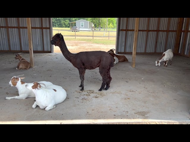 A difficult question to answer… #flipflopfarmer