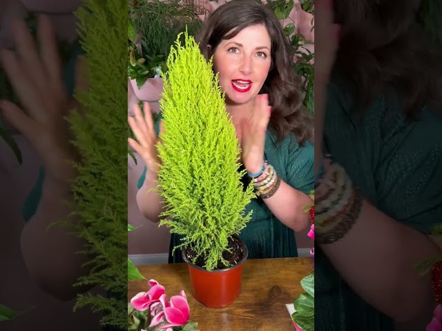 How to Care for Lemon Cypress // Christmas Tree Alternative
