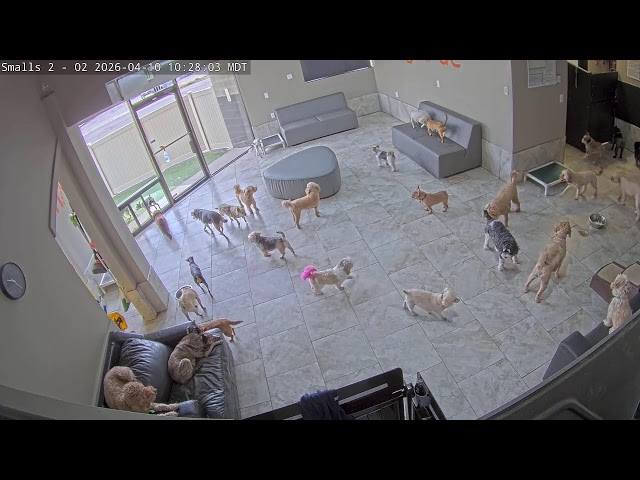 DogMode: Small Dogs Inside #1