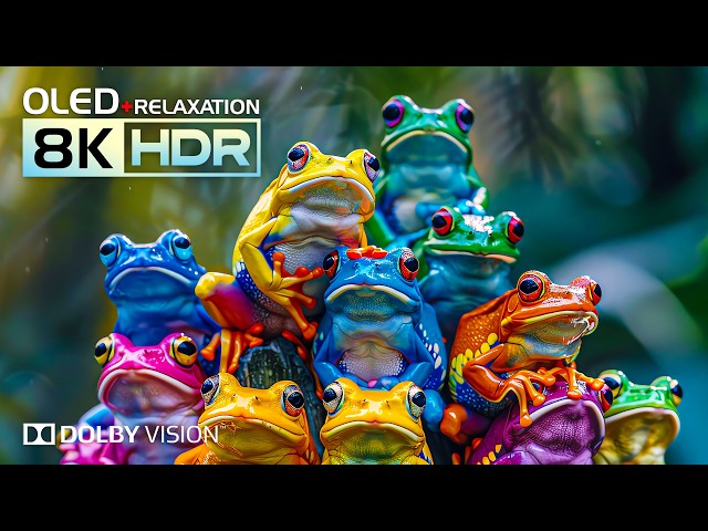 Best 8K Video for OLED HDR Experience | Dolby Vision 16K 120fps (8K/4K Video TV)