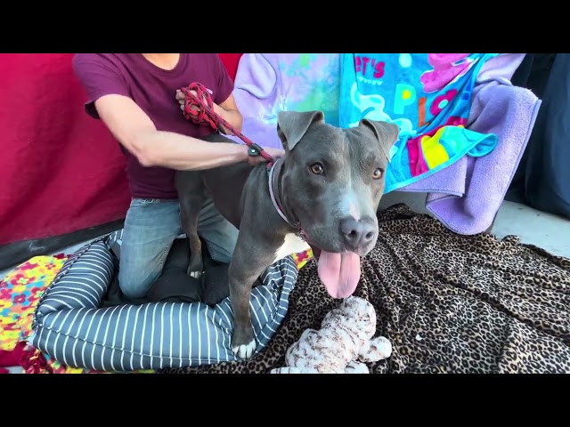 NEW! A5569738 Doug   | Pit Bull Puppy