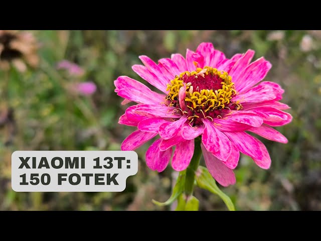 Jak fotí Xiaomi 13T? Recenze + 150 fotek z testu